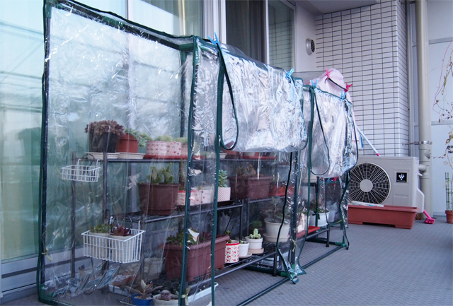 ビニール温室を購入 サボテンと多肉の冬越し対策に Saboten World